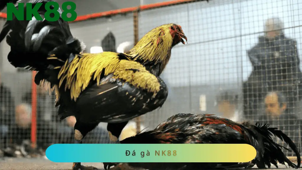 Sảnh đá gà NK88 trực tiếp liên tục tại đấu trường gà